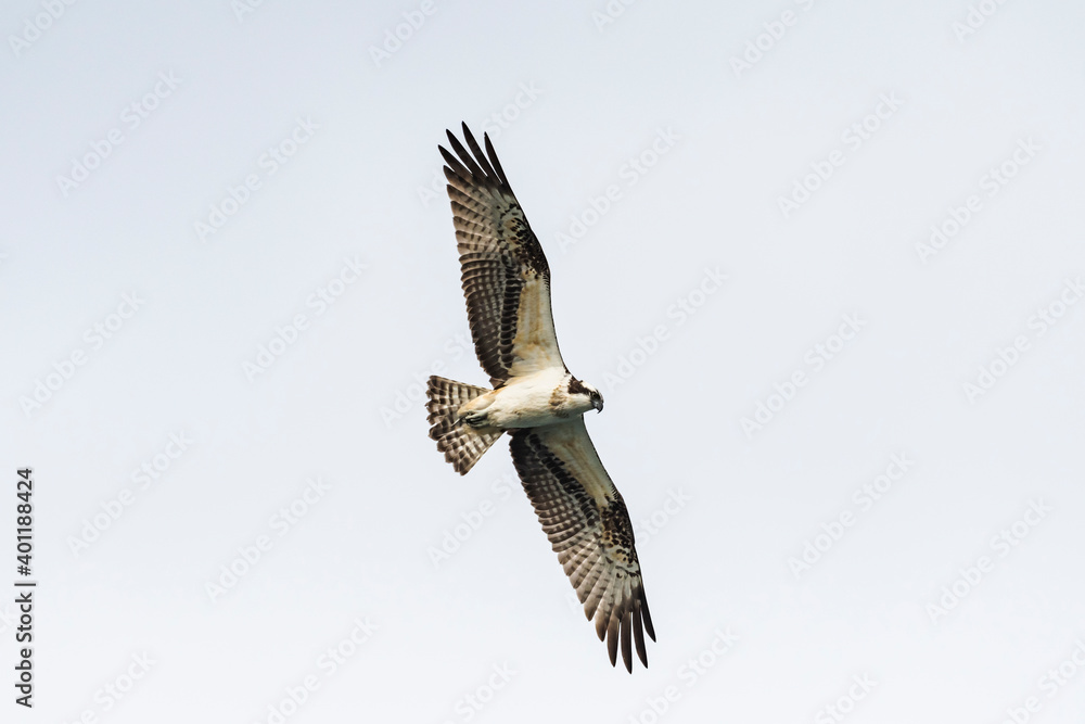 Fototapeta premium ミサゴ飛翔(osprey)