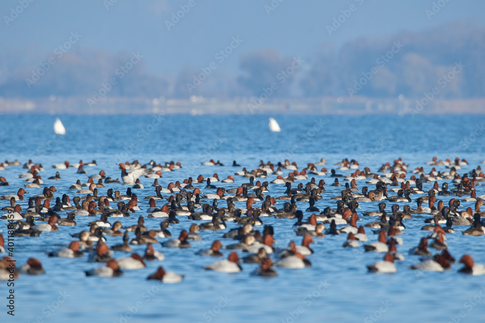 Naklejka premium Thousands of ducks swim on Lake Constance