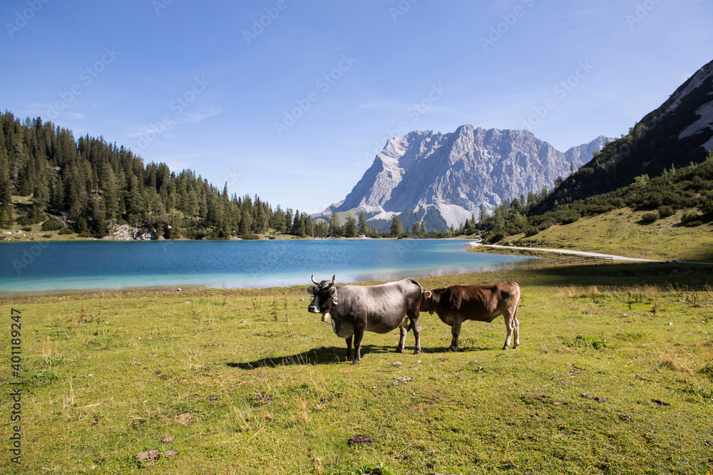 Cows at mountain lake Seebensee, Austrian Alps