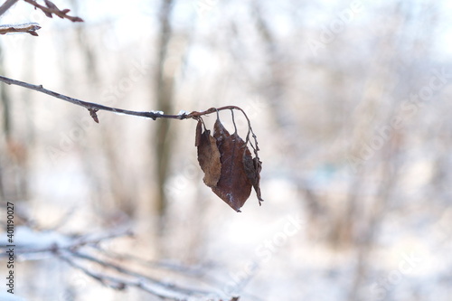 taken on 23.12.2020 in the courtyard of his house.The remaining leaves of trees in the ice photo