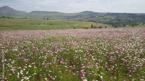 Field of pink and purple flowers