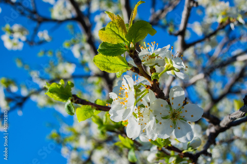 Cherry flowers on a bright blue sky background. Soft selective focus.