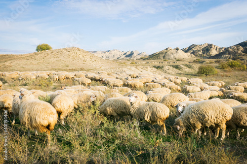 Many sheep in Vashlovani protected areas photo