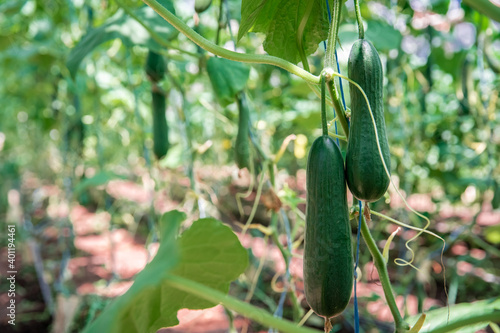 green cucumbers grown in a greenhouse on an organic farm