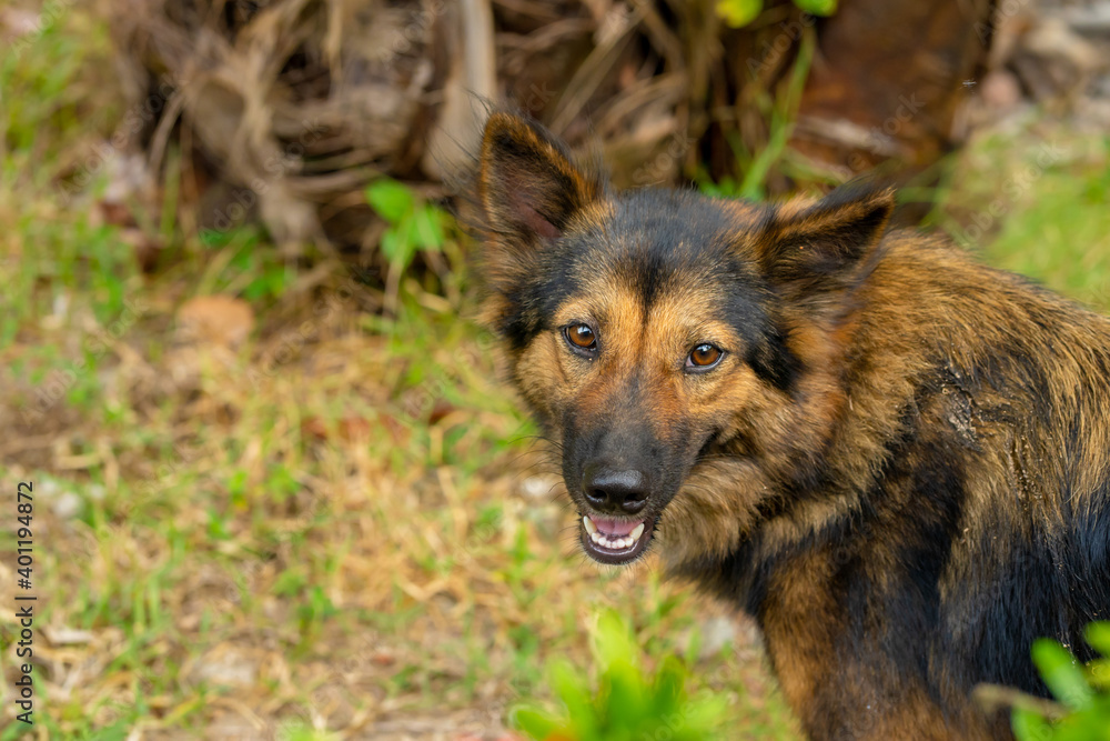 Outdoor Thai dog walking on the lawn in the yard