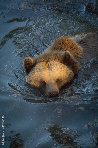 Bear in Water