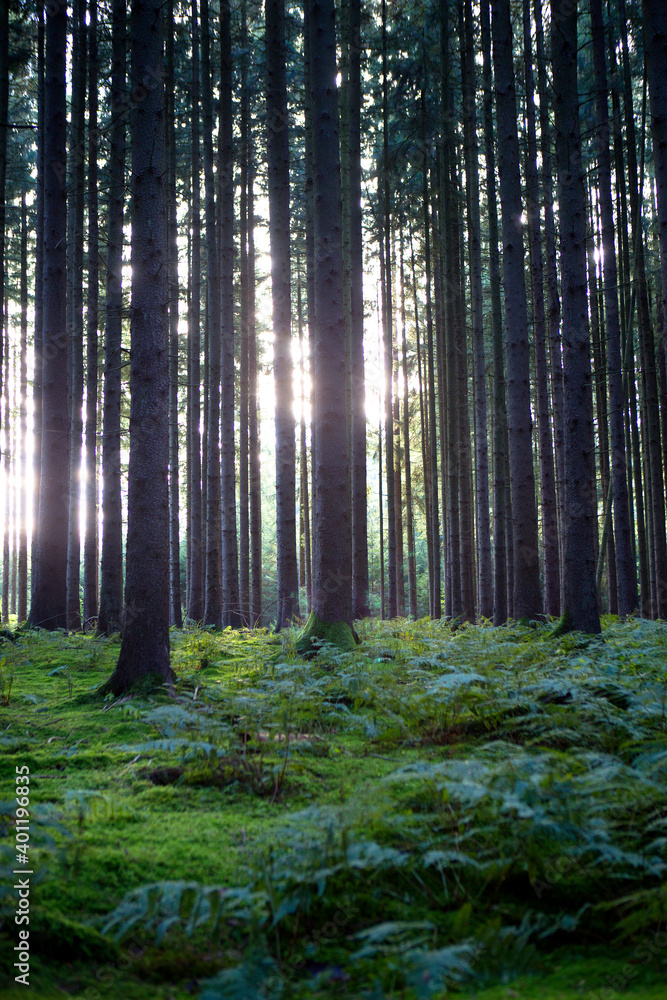 Obraz premium Autumnal morning light in a forest
