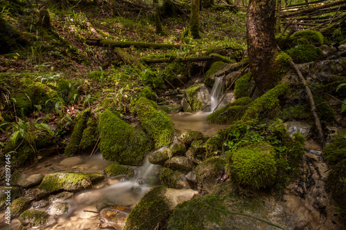 Long time exposure of silent forest