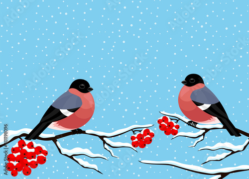 Cute bullfinches sit on rowan branches on a blue background.