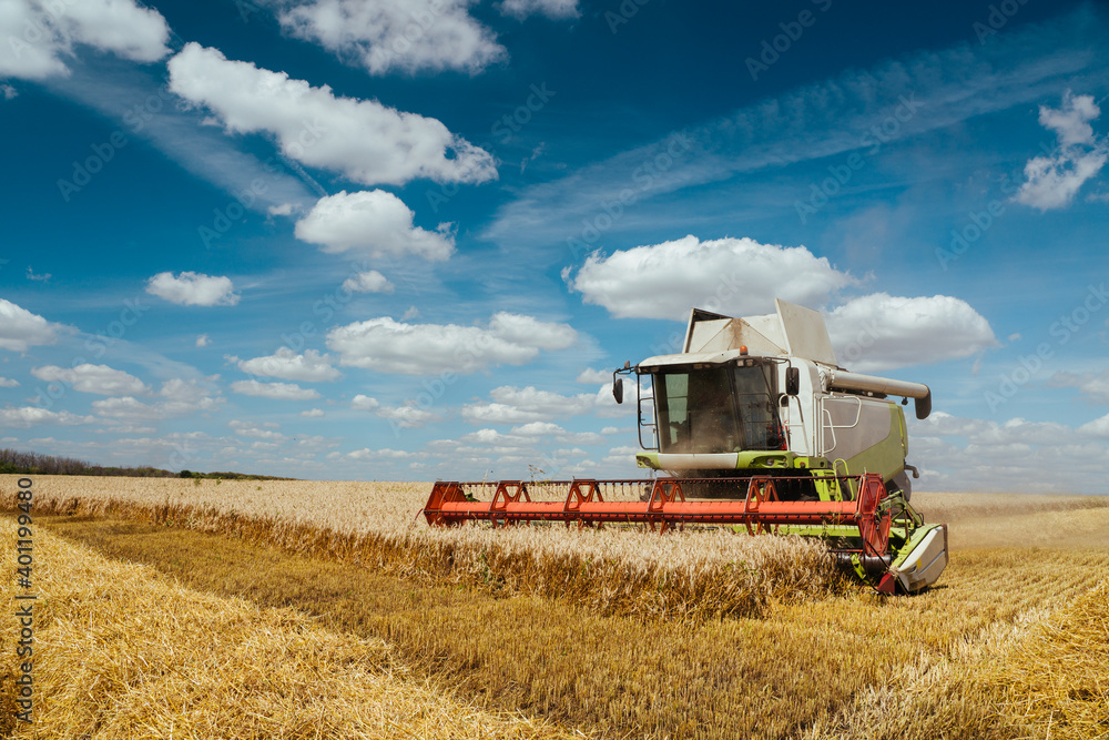 Fototapeta premium Combine harvester harvests ripe wheat. Concept of a rich harvest. Agriculture image