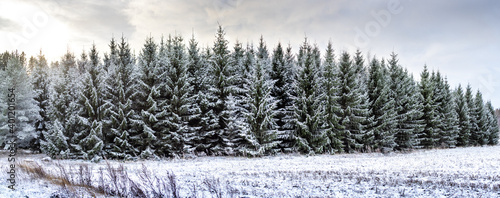 snow trees panorama