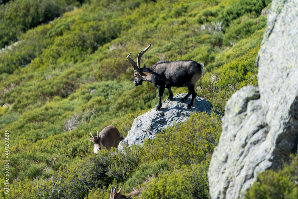 Iberian ibex, Spanish ibex, Spanish wild goat, or Iberian wild goat (Capra pyrenaica) Iberian ibex, Spanish ibex, Spanish wild goat, or Iberian wild goat (Capra pyrenaica)