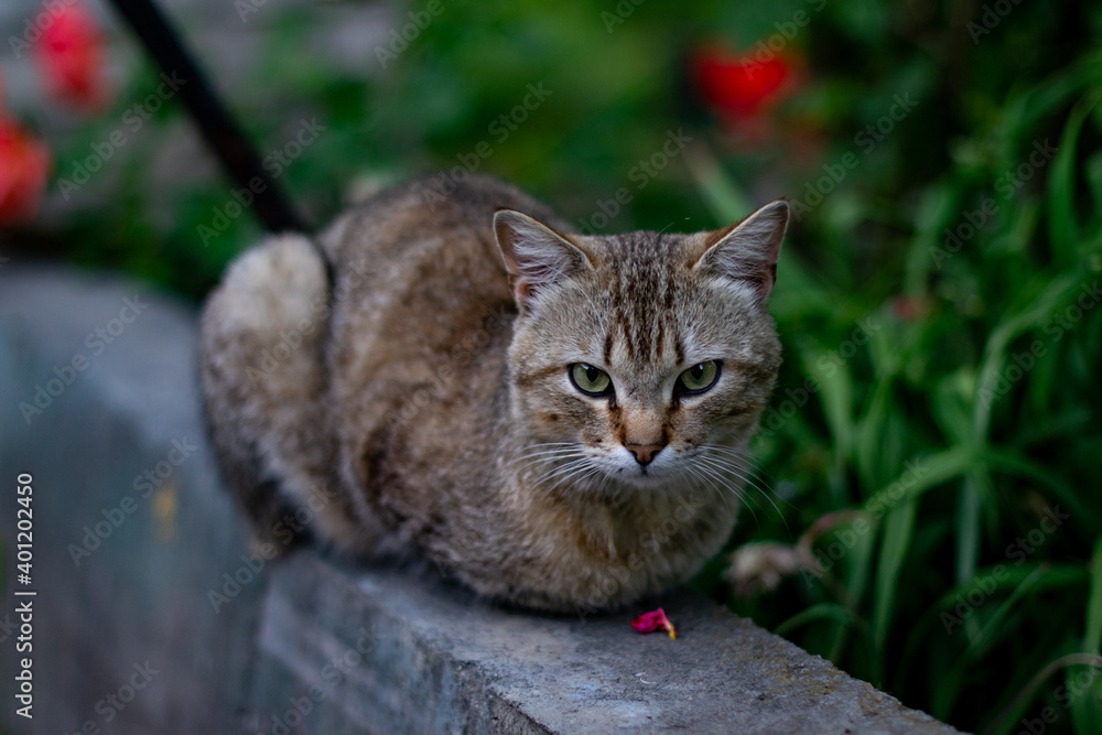yard cat sits in the grass. tabby gray cat yard cat sits in the grass. tabby gray cat