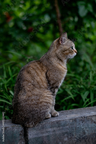 yard cat sits in the grass. tabby gray cat © Tanya