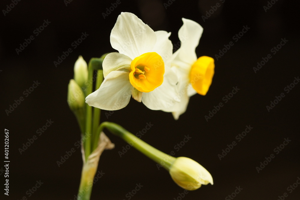 ニホンズイセン (Narcissus tazetta,flower,small,mini,prety,garden,beautiful,plant,winter) ニホンズイセン (Narcissus tazetta,flower,small,mini,prety,garden,beautiful,plant,winter)