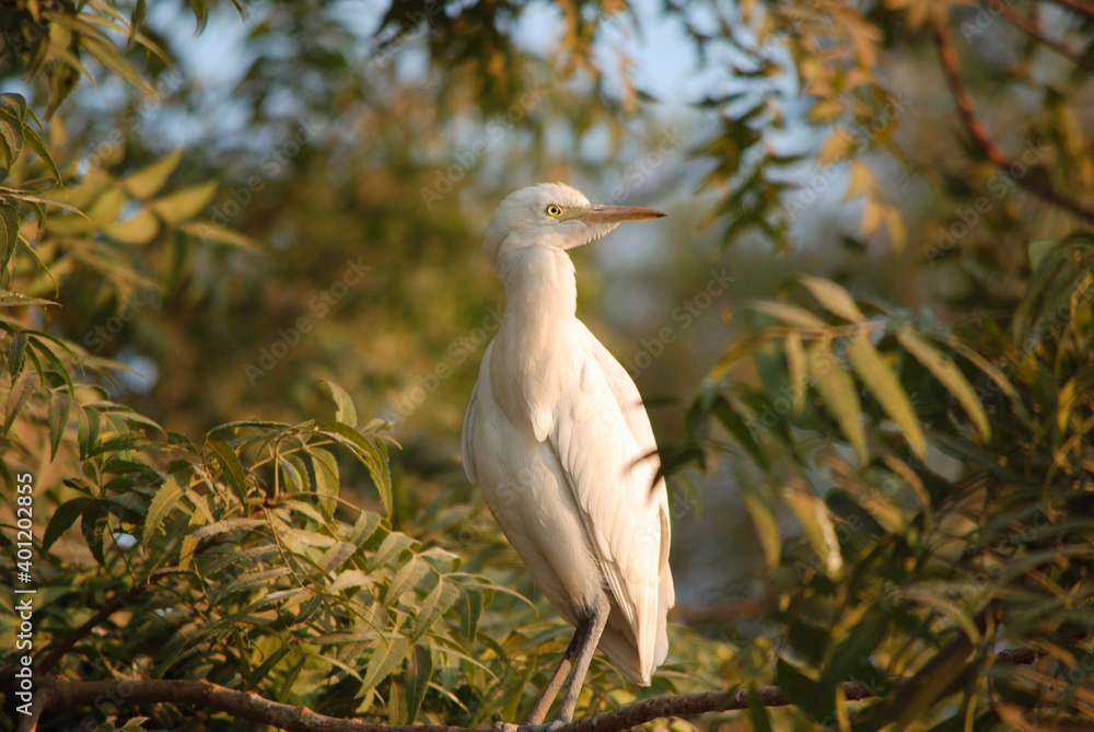 Obraz premium great white heron