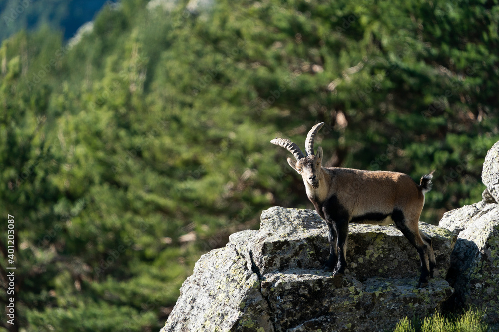 Iberian ibex, Spanish ibex, Spanish wild goat, or Iberian wild goat (Capra pyrenaica) Iberian ibex, Spanish ibex, Spanish wild goat, or Iberian wild goat (Capra pyrenaica)