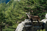 Iberian ibex, Spanish ibex, Spanish wild goat, or Iberian wild goat (Capra pyrenaica)