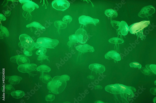 group Aurelia aurita underwater (moon jelly, jellyfish, common jellyfish or saucer jelly). fauna of the sea, ocean. green color