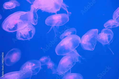 group Aurelia aurita underwater (moon jelly, jellyfish, common jellyfish or saucer jelly). fauna of the sea, ocean. blue color