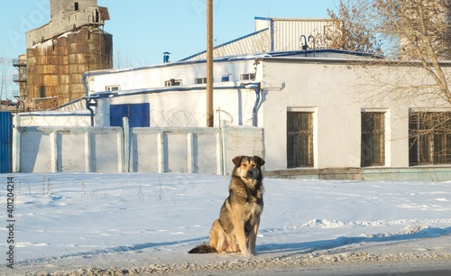 A lone stray dog sits in the snow photo