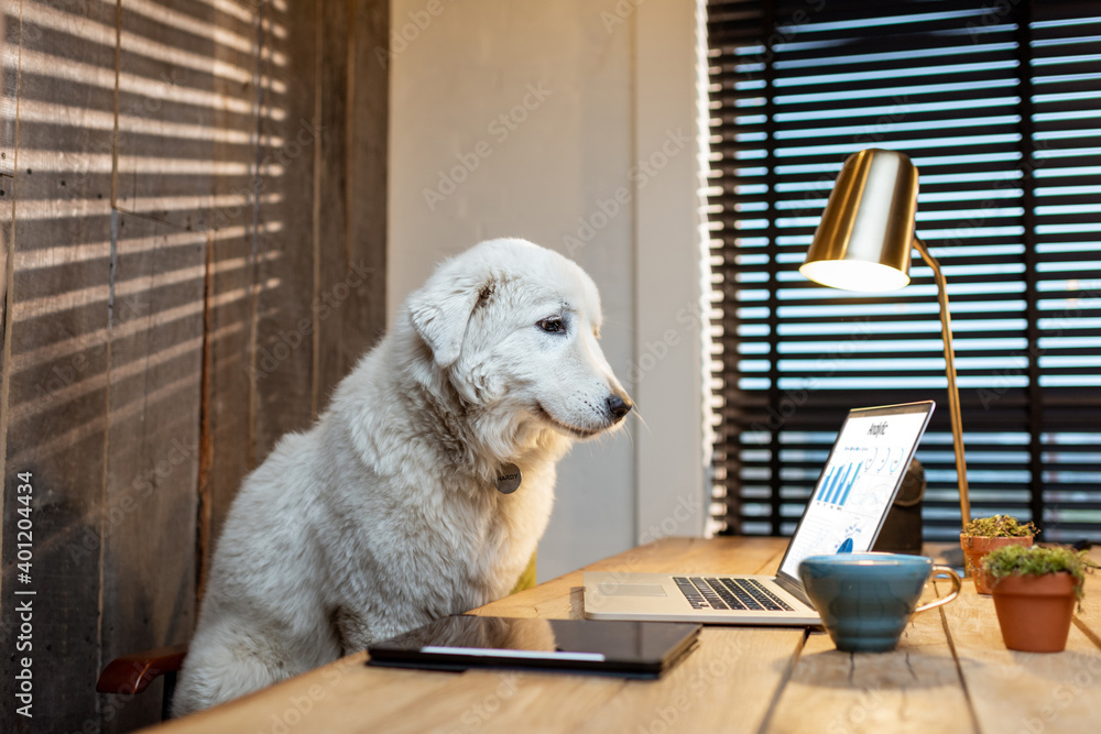 Cute white dog sitting at workplace, working on some charts on a laptop in home office Cute white dog sitting at workplace, working on some charts on a laptop in home office
