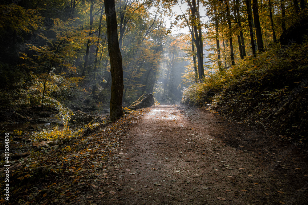 Obraz premium Magical forest