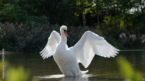 mute swam spreading the wings