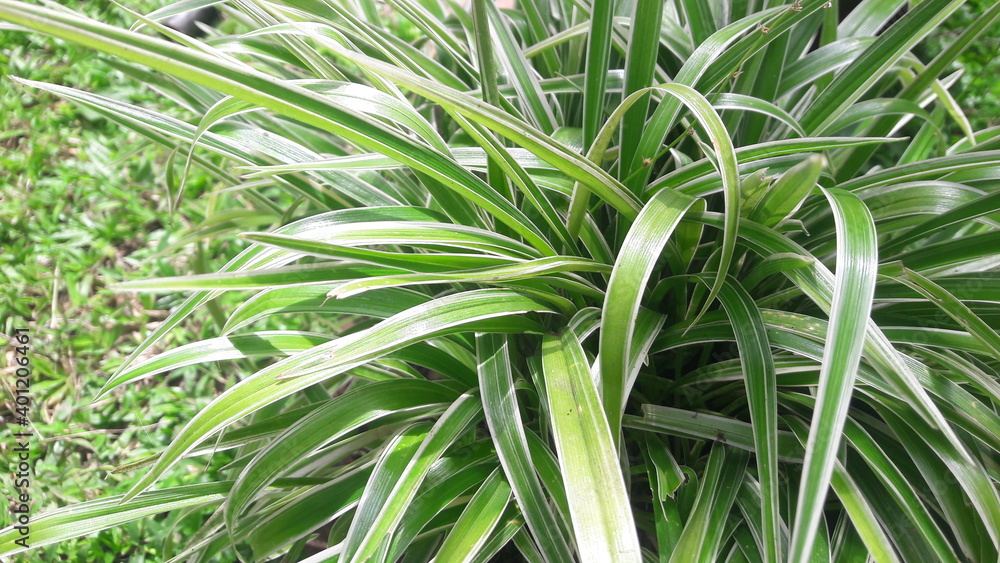 Bunch of Grass Bunch of Grass