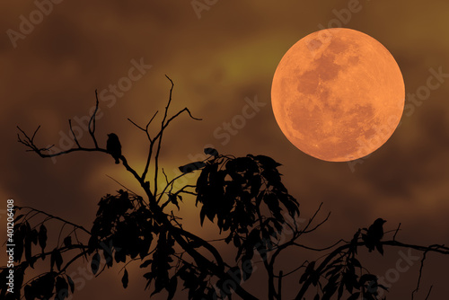 Full moon on sky with silhouette tree branch.
