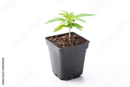 Картината върху платно cbd cannabis seedlings potted marijuana strain
