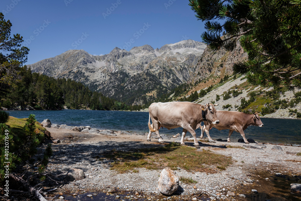 Naklejka premium Pareja de ganado paseando al lado de un lago con montañas de fondo en el parque nacional de aiguestortes un dia de verano 