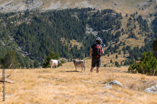 Joven senderista de ruta de montaña en una pradera con ganado en el parque nacional de aiguestortes en catalunya cerca de estany llong un dia de verano