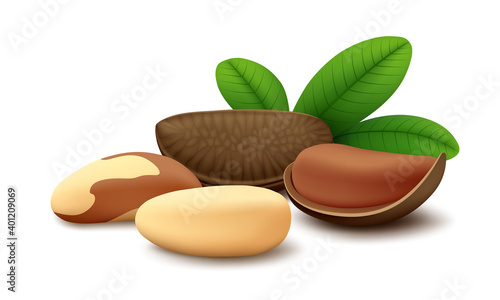 Lying Brazil nut in open shell, whole nutshell, two shelled seeds and three green leaves isolated on white background. Realistic vector illustration