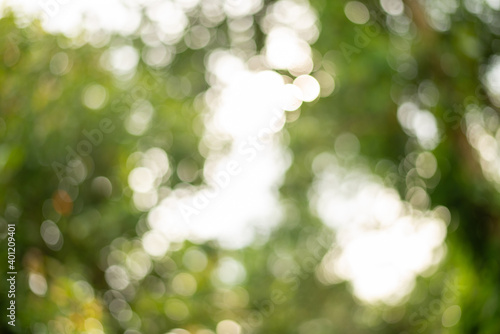 Beautiful Blurred Summer Tree In Park, Natural Green Bokeh Background