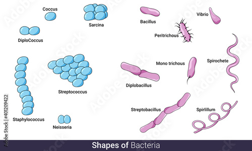 Different shapes of bacteria chart for education in microbiology, bacillus, cocci, spirochete, vector illustration eps design