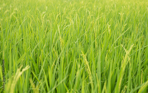 A rice field green texture Browse my