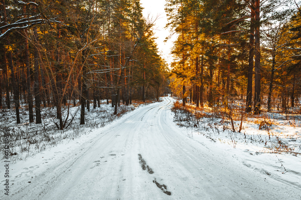 Beautiful road to the snowy winter forest with pine trees, sun rays