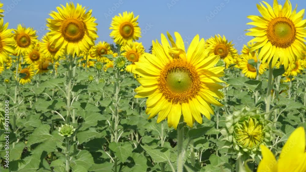 4K Close up of yellow beautiful sunflowers swaying by wind in garden field with natural blue sky background with copy space. 4K Close up of yellow beautiful sunflowers swaying by wind in garden field with natural blue sky background with copy space.