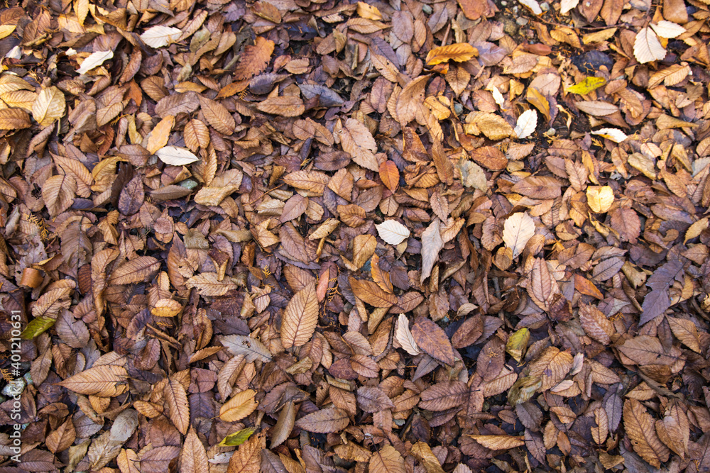 紅葉 落ち葉 秋イメージ 紅葉 落ち葉 秋イメージ