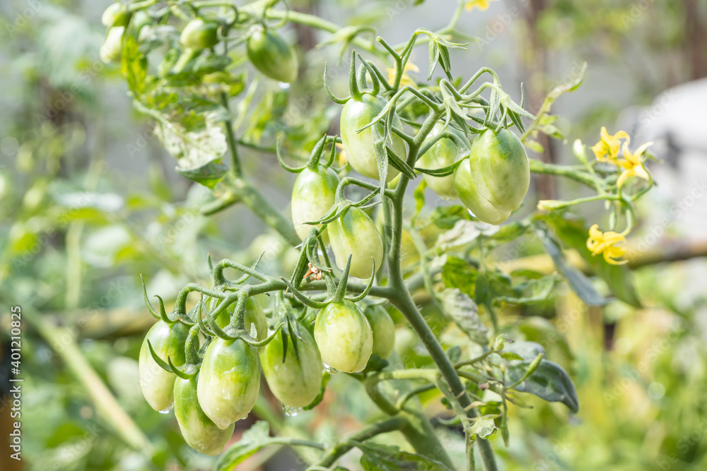 There are many green Cherry tomatoes or Lycopersicon esculentum on the tree.