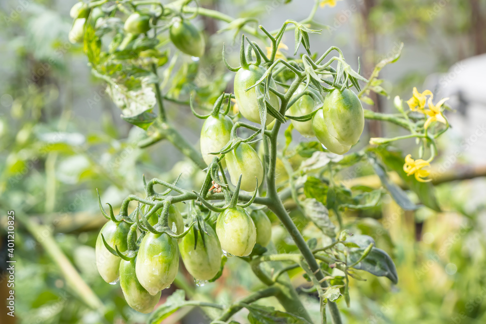 There are many green Cherry tomatoes or Lycopersicon esculentum on the tree. There are many green Cherry tomatoes or Lycopersicon esculentum on the tree.