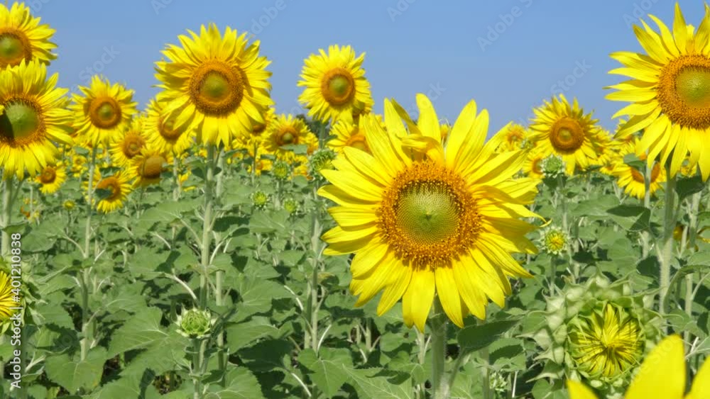 4K Close up of yellow beautiful sunflowers swaying by wind in garden field with natural blue sky background with copy space. 4K Close up of yellow beautiful sunflowers swaying by wind in garden field with natural blue sky background with copy space.