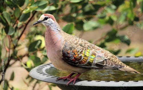 Close-up of Common Bronzewing Pigeon (Phaps chalcoptera) on bird bath, South Australia photo