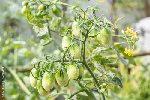 There are many green Cherry tomatoes or Lycopersicon esculentum on the tree.