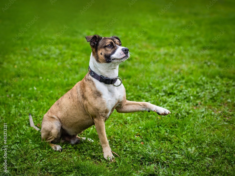 A playful white and beige mixed breed of a staffordshire bull terrier dog with collar on sitting on fresh green grass putting paw up.