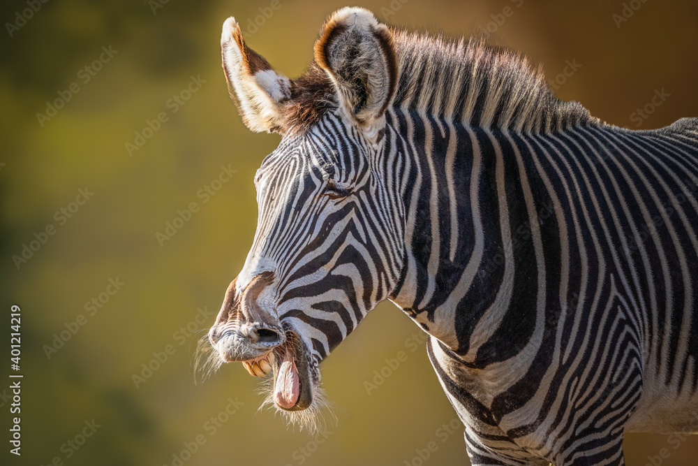 Naklejka premium portrait of a zebra with an open mouth
