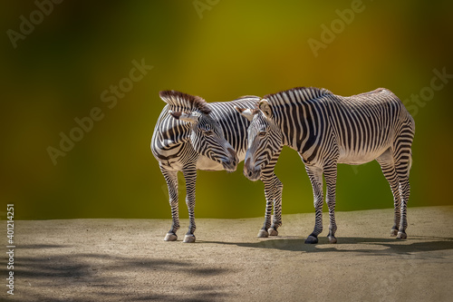 portrait of two zebras