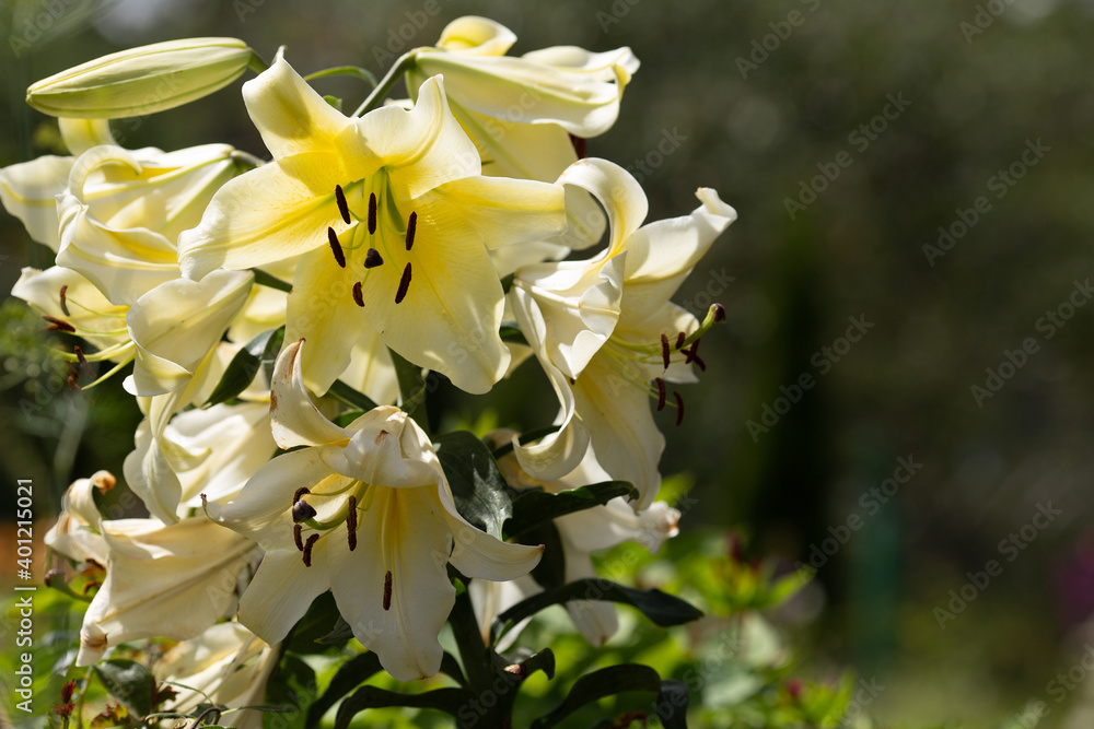 Fototapeta premium large flowers of milky white Lily flower, large bouquet of Lily flowers, delicious aroma