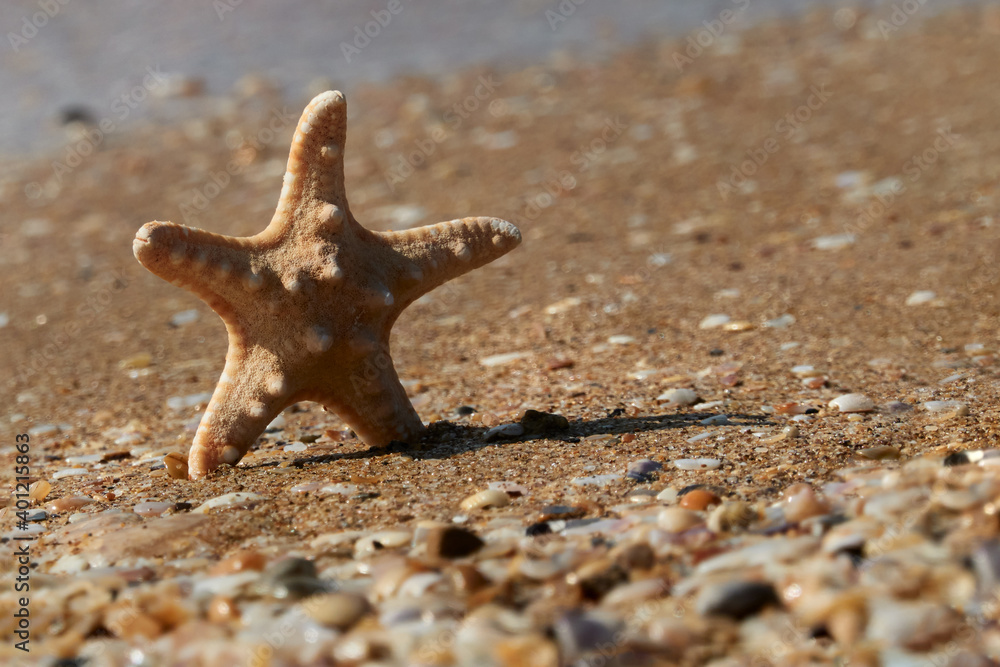 Starfish on a sandy beach. Selective focus. Starfish on a sandy beach. Selective focus.